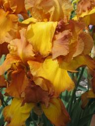img_5174.JPG