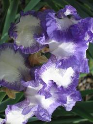 img_5188.JPG