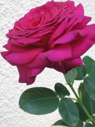 img_5291.JPG