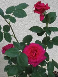 img_5293.JPG