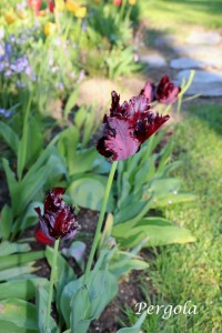 IMG_5140