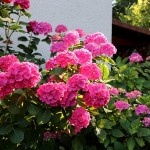 IMG_6470
