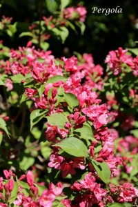 IMG_8148