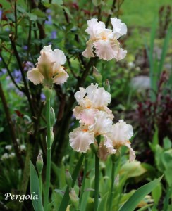 IMG_8169