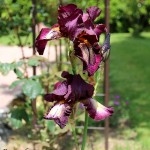 IMG_8269