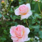 IMG_8845