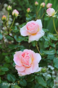 IMG_8845