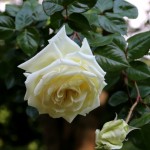 IMG_8861
