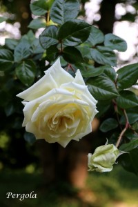 IMG_8861