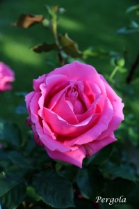 IMG_8890