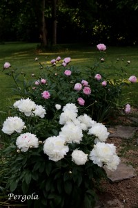 IMG_8909