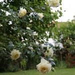 IMG_8936