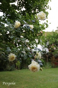 IMG_8936