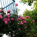IMG_8946