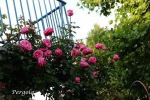 IMG_8946