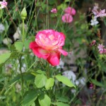 IMG_6916