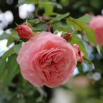 IMG_7095