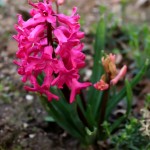 IMG_7529