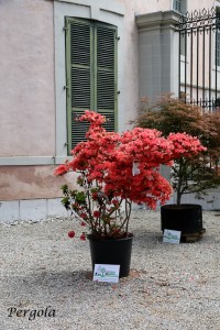 IMG_8172