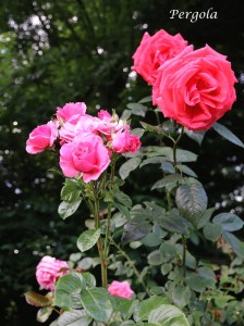 IMG_9087
