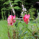 IMG_9144