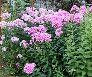 IMG_9569