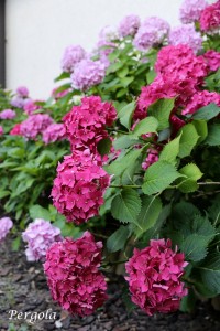IMG_9614