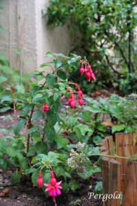 IMG_9816