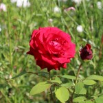 IMG_9900