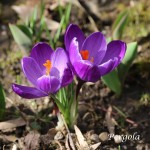 IMG_7114