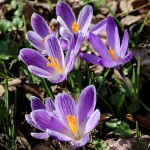 IMG_7126
