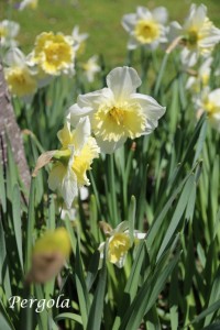 IMG_7295