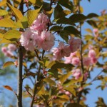IMG_7517