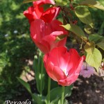 IMG_7534