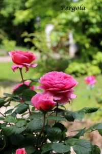 IMG_7802