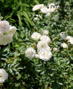 IMG_8085