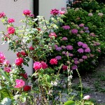 IMG_8093