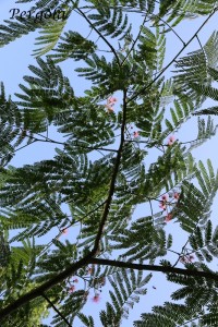 IMG_8114