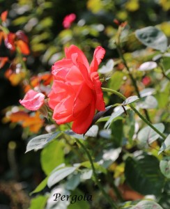 IMG_8519