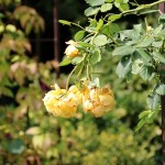 IMG_8526