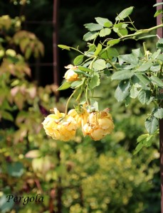 IMG_8526